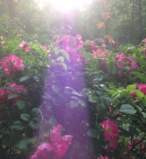 roses bushes with a beam of sunlight